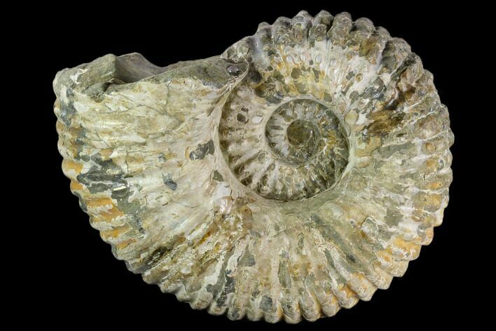 Tractor Ammonite (Douvilleiceras) Fossil - Madagascar #126399